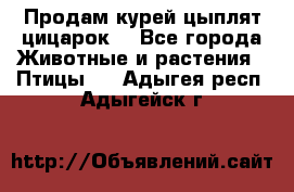 Продам курей цыплят,цицарок. - Все города Животные и растения » Птицы   . Адыгея респ.,Адыгейск г.